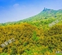 特产代言丨镇江新区大路镇：春笋正当季，圌山脚下的春天味道