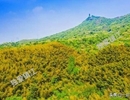 特产代言丨镇江新区大路镇：春笋正当季，圌山脚下的春天味道
