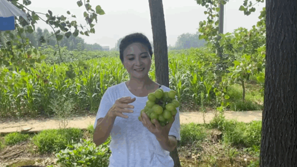 小气候，大果肉！一年一度的无花果节来了-7.jpg