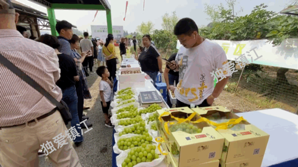 小气候，大果肉！一年一度的无花果节来了-13.jpg