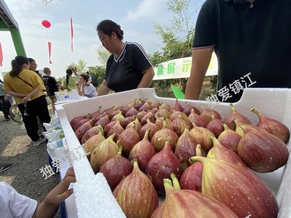 小气候，大果肉！一年一度的无花果节来了-15.jpg